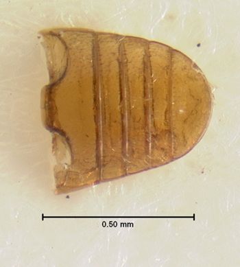 Media type: image;   Entomology 6795 Aspect: abdomen ventral view